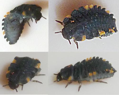 Réf. 199 639 : Endomychus coccineus